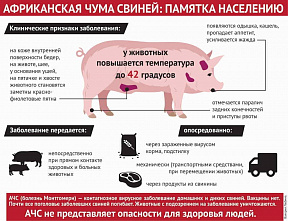 В Зерноградском районе отменили карантин по африканской чуме свиней