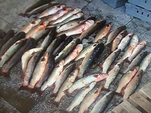 В Неклиновском районе браконьер наловил более тысячи рыбин