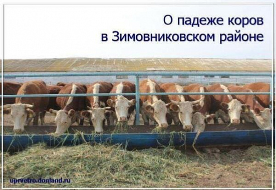 В Зимовниковском районе ветеринары ищут причину падежа коров