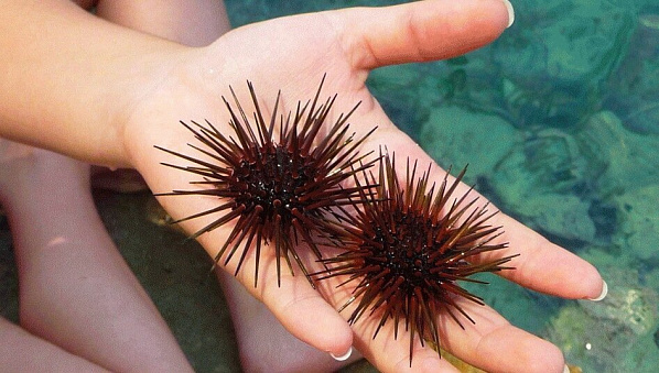 Российские "напитки здоровья"