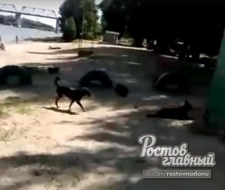 Скриншот из видео, опубликованного в сообществе «Ростов главный»