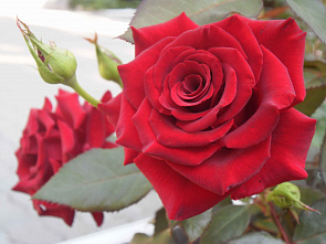 Анна Батарова. Царица_цветов