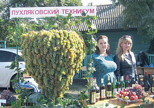 В Ростовской области начали уборку винограда