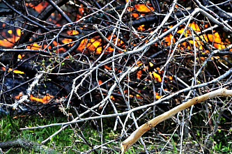В области готовятся к лесным пожарам