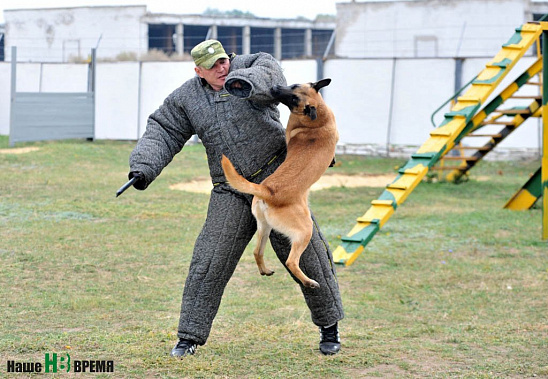 Собаки свое дело знают