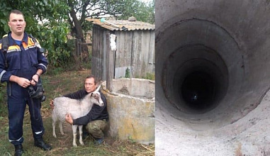 В Красном Сулине спасли очень удачливого козла