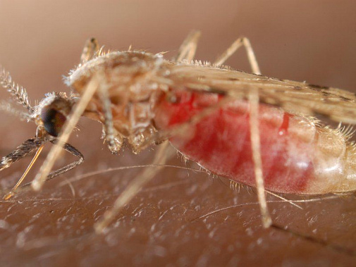 Переносчики тропической малярии - комары.