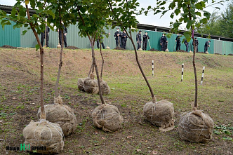 Ростовские ОМОНовцы высадили деревья