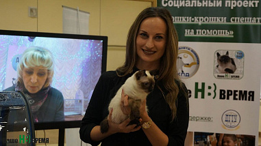 Как кошки-крошки звездами стали