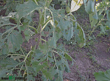 Не полагаясь на авось