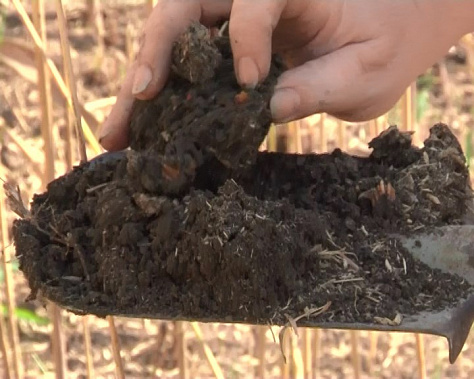 В Ростовской области готовятся к отражению атаки саранчи