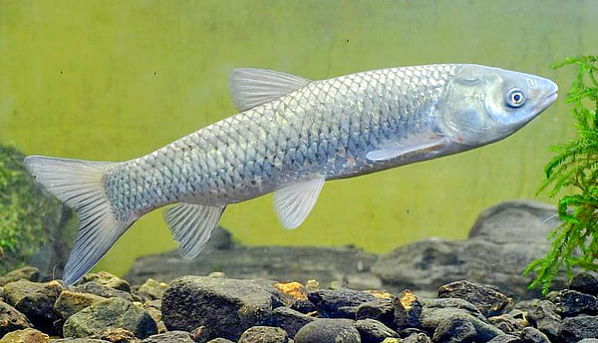 В Веселовское водохранилище отправят белого амура