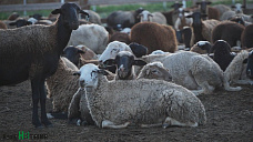 Под цокот английских копыт