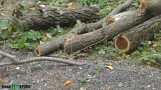 Под звуки пил и топоров