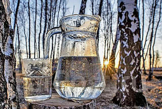 Вместо таблеток… березовый сок