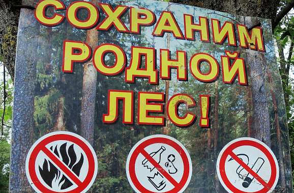 На территории Каменского лесничества сегодня случился лесной пожар