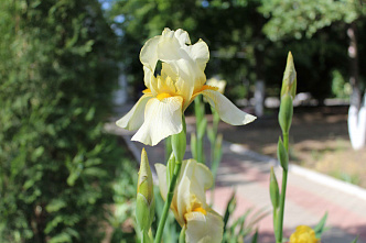 Яна Сухинина. Ирисы