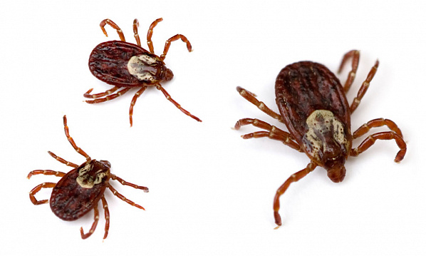 Клещи теперь переносят и туляремию