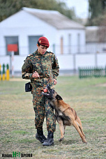 Собаки свое дело знают