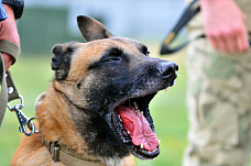 21 06 2025 Определились лучшие кинологи Росгвардии юга России