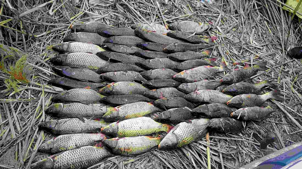 Сотрудники рыбоохраны и Росгвардии действовали совместно