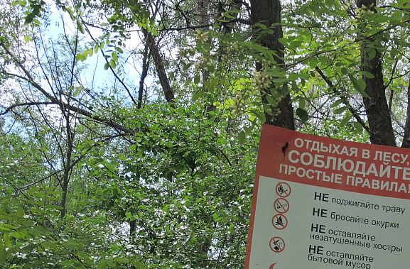 Правила пожарной безопасности в лесах претерпят изменения