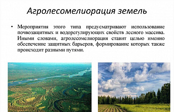 На Дону по решению правительства региона создается Управление агролесомелиорацией