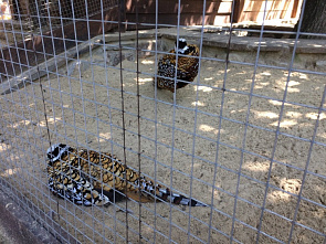 Парк «Лога» — как создавалась сказка на севере Ростовской области? Интервью с создателем парка Сергеем Кушнаренко