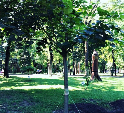 В Ростове осенью высадят 2,6 тысячи деревьев