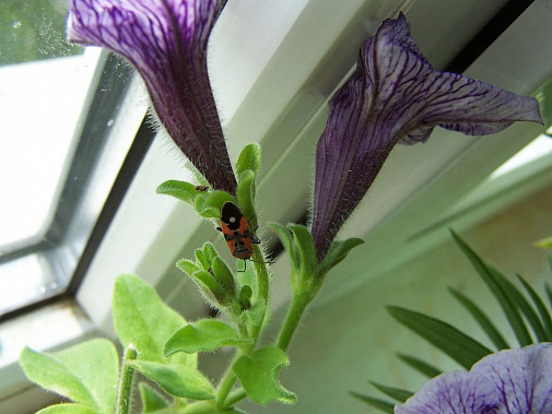 Этот офицер квартировал у меня зимой на кустике петуньи Этот офицер квартировал у меня зимой на кустике петуньи