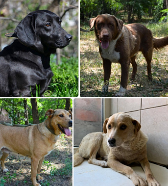 В Ростове-на-Дону возросло количество брошенных животных