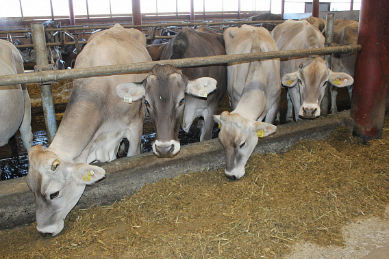 В Ростовской области построят молочную ферму на 1,2 тысячи дойных коров