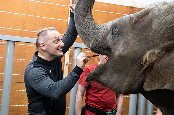 Ростовская слониха Эколь переехала в Москву работать