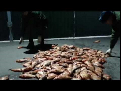 Близ Таганрога задержан браконьер с партией незаконно выловленной краснокнижной рыбы