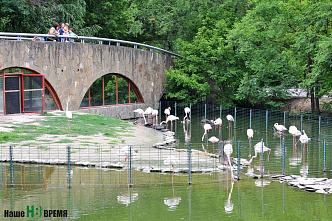 Как зоопарк Ростова пережил пандемию