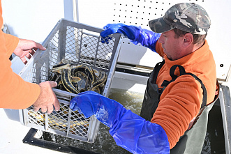 В водоем-охладитель Ростовской АЭС выпустили русского осетра