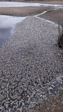 В Цимлянском водохранилище обнаружен замор рыбы