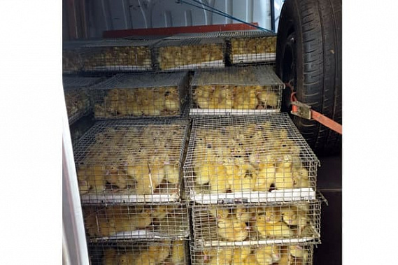 Пять тысяч утят выдали датчики