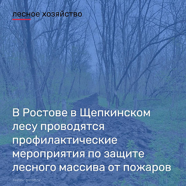 Власти Ростова разъяснили, зачем перекапывают дороги в Щепкинском лесу