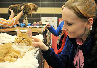 О кошках и о себе_21132