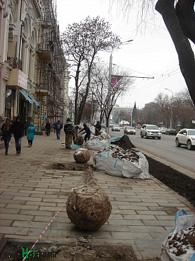 Ростов, высаживание деревьев, мороз