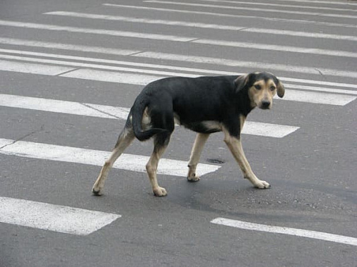 Новочеркассец спас собаку, «убив» Ладу Приору