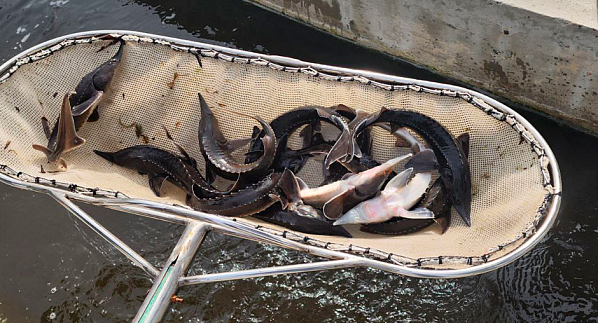 Практика внедрения в рыбоводстве биоорганических технологий расширяется