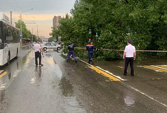 В Ростове-на-Дону на проезжую часть улицы Добровольского упало дерево