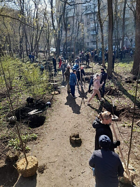 В Ростове-на-Дону высадили более 8,5 тысячи деревьев и кустарников за день