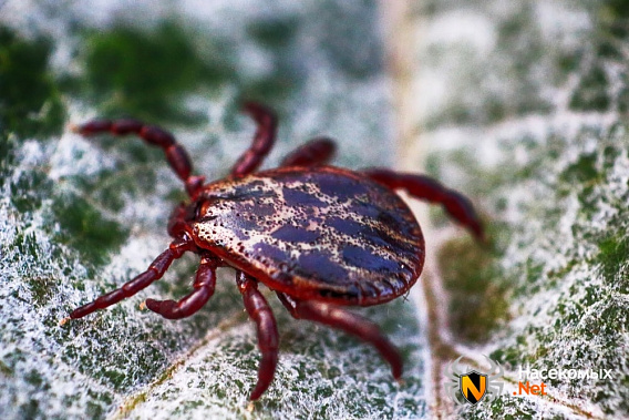 Источник фото: насекомых.net.