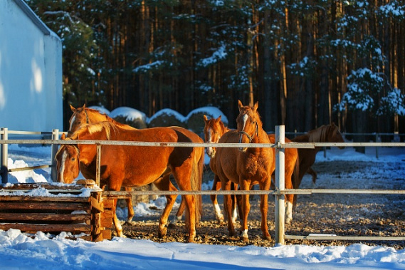 Музей-заповедник М.А. Шолохова пригласил ярко и незабываемо провести новогодние каникулы в станице Вёшенской