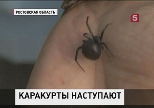 На Дону возрастает опасность роста популяции ядовитых пауков