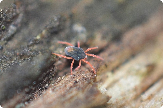 Зимний зерновой клещ. Источник фото: zoopicture.ru