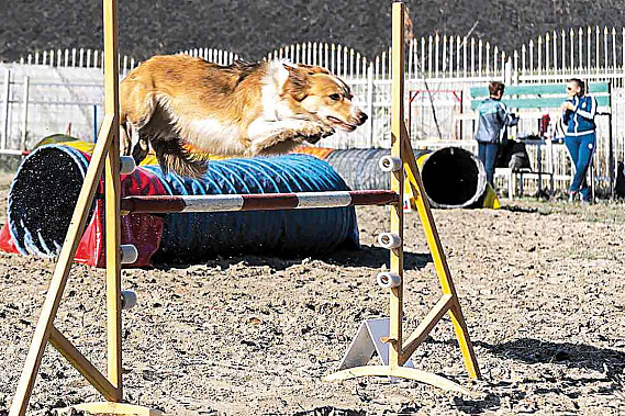 Прыжок, и барьер взят!